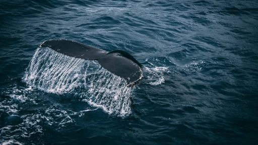 Australia: La mitad de un varamiento de ballenas están muertas