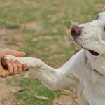 Día del perro adoptado: Todo lo que debes saber antes de sumar un nuevo integrante