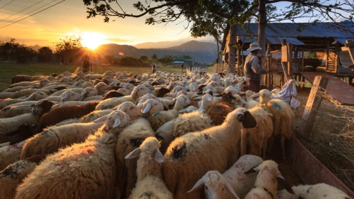 España: Mil ovejas son sacrificadas por brote de virus