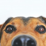 Perros pueden oler el estrés en las personas