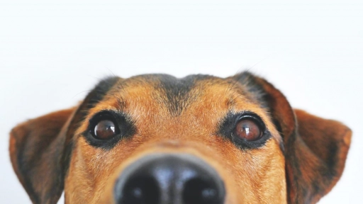 Estudio: Perros pueden oler el estrés en las personas 
