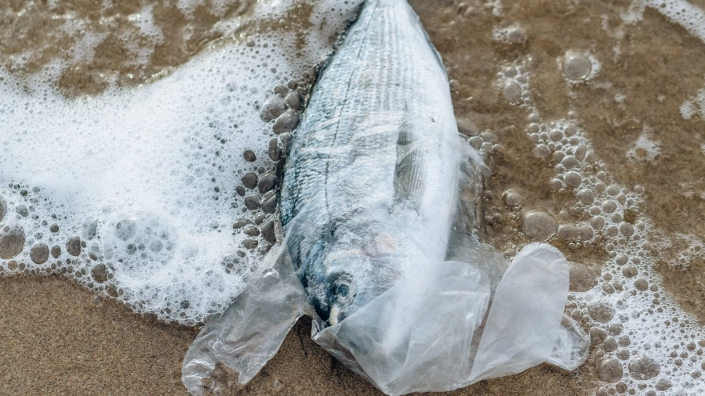 basura mar - pez plástico - pexels