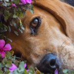 Perros alérgicos: Identifica los síntomas