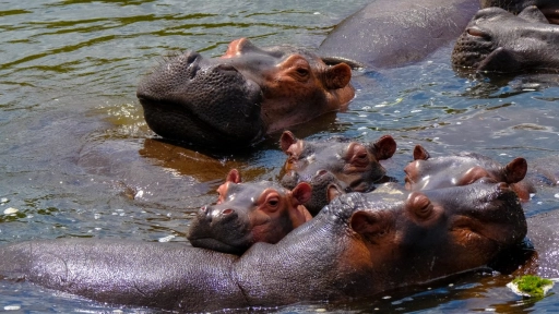 Hipopótamo: El animal más letal del mundo
