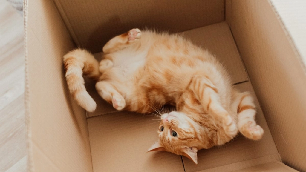 gato en caja - pexels