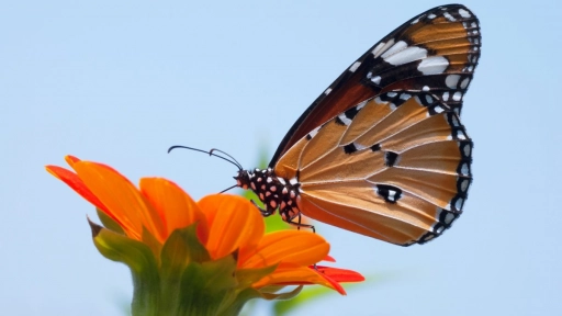 Mariposas: Una especie con capacidad de adaptación