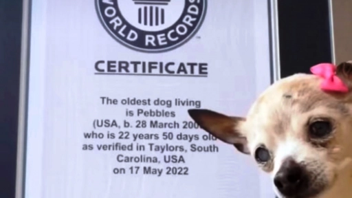 Adiós Pebbles: Muere la perrita más longeva del mundo