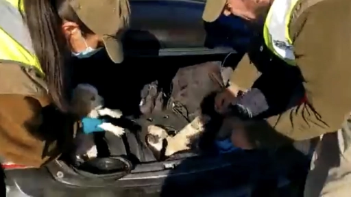 Tarapacá: Carabineros rescata 10 cachorros que iban escondidos en mochilas