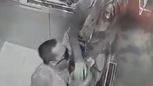 Iquique: Cámara registra pelea de perros en un ascensor