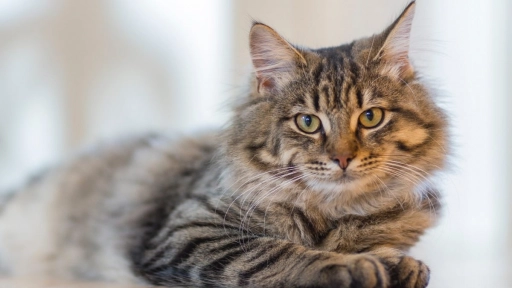 Gestación felina ¿Qué hacer si rescatamos una gatita preñada?