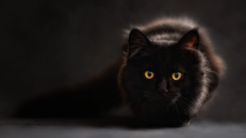 gato negro -Pexels