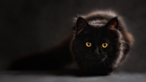 Gatos negros ¿Por qué no se dan en adopción en octubre? 