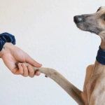 Ingresan nuevo Proyecto de ley para prohibir las carreras de perros