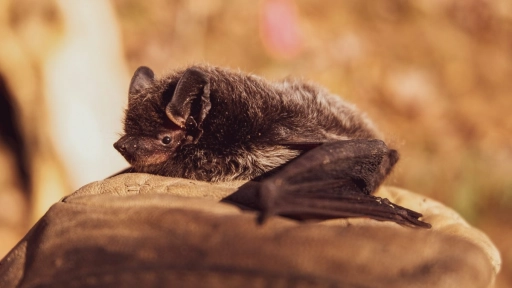 Día Mundial de los Murciélagos: Razones para amarlos 