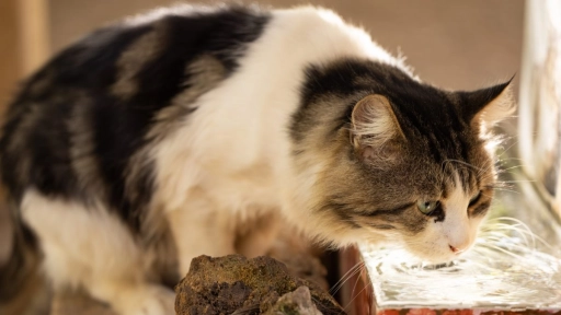 Gatos: La importancia de que tomen agua