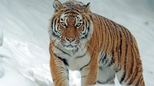 Nepal: La conservación y aumento de tigres de bengala ha tenido costo de vidas humanas