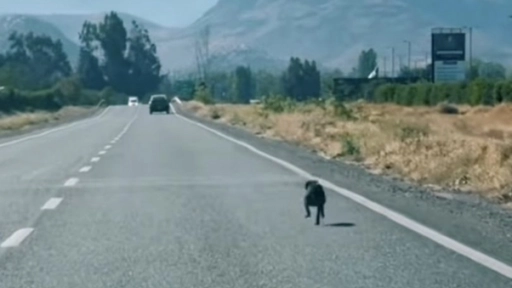 Colina: Perrito abandonado en medio de la carretera es adoptado
