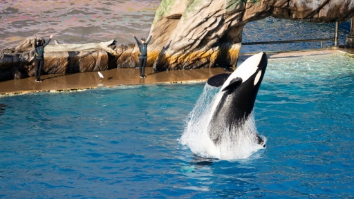 Argentina: Buscan prohibir el cautiverio de animales marinos