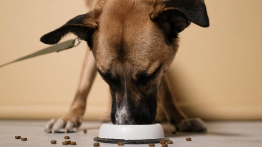 Colmevet realizará curso Conceptos básicos de nutrición para mascotas