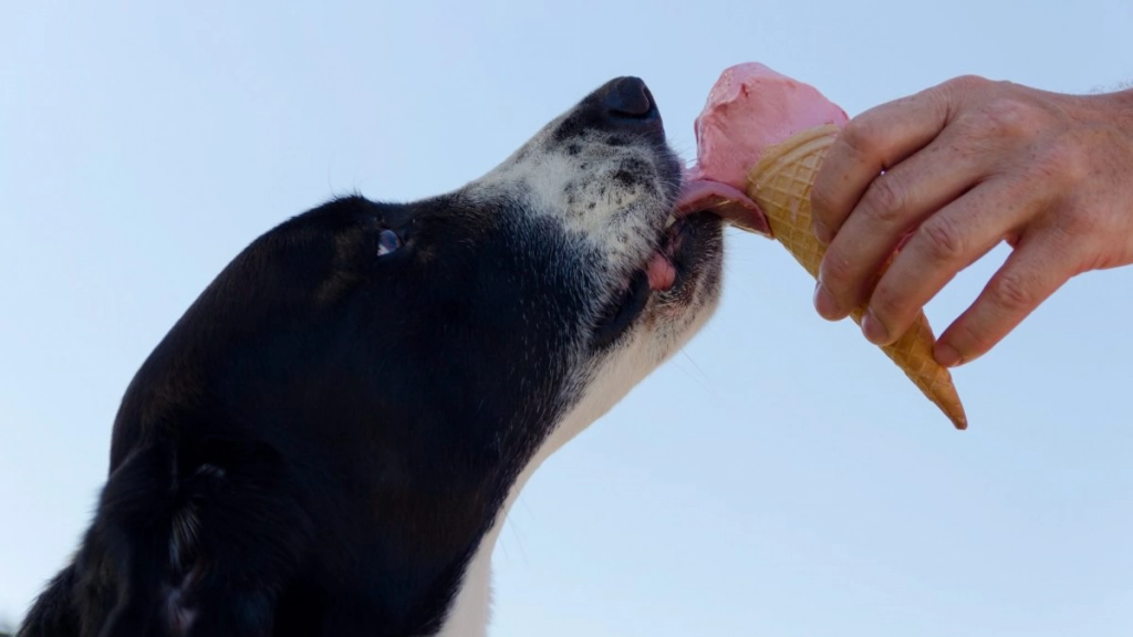 perro tomando helado