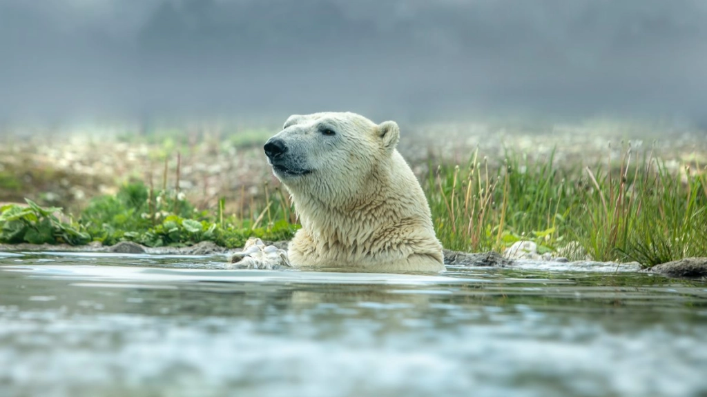 oso polar - Pexels