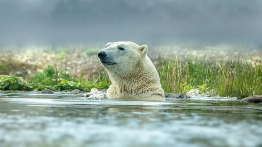 Los osos polares ya no necesitan vivir en el hielo en Groenlandia