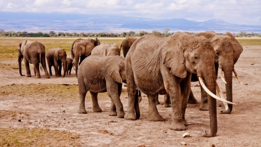 Kenia: Fauna silvestre está muriendo por la sequía