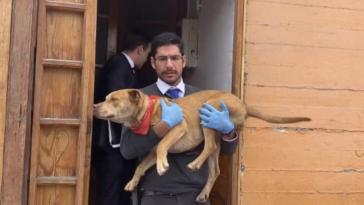 Maltrato animal: PDI rescata a perrita golpeada en Antofagasta