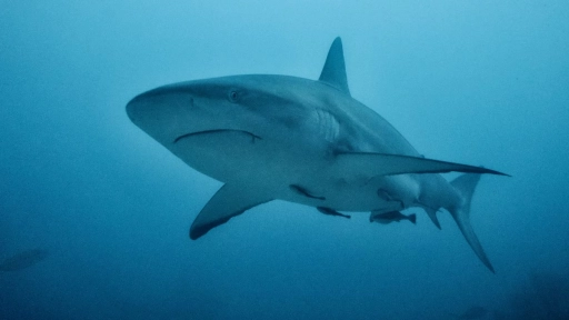 Tiburones contribuyen al equilibrio marítimo