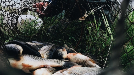 Consecuencias de la sobreexplotación pesquera