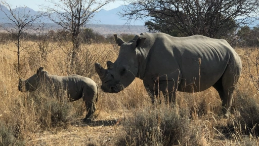 Rinocerontes al borde de la extinción