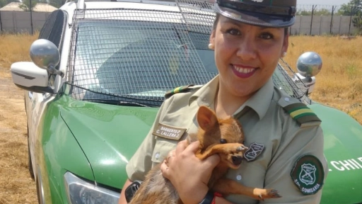 San Francisco de Mostazal: Carabineros recupera 13 animales robados