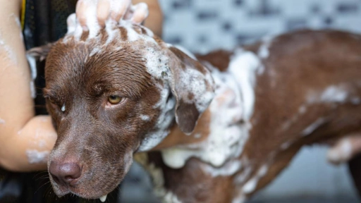 ¿Cómo bañar a un perro que odia el agua?