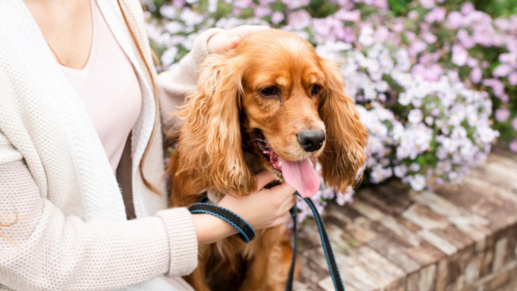 Puedo echar perfume a mi perro o mascota?