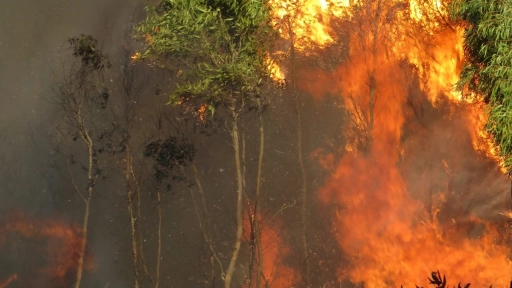 Incendio en Viña del Mar: Onemi hace llamado a estar preparados para evacuar