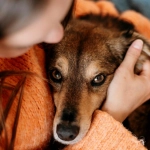 Fin de año: Recomendaciones para cuidar a nuestros perros y gatos