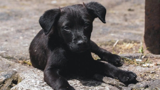 Perros abandonados: Por qué la mayoría son negros