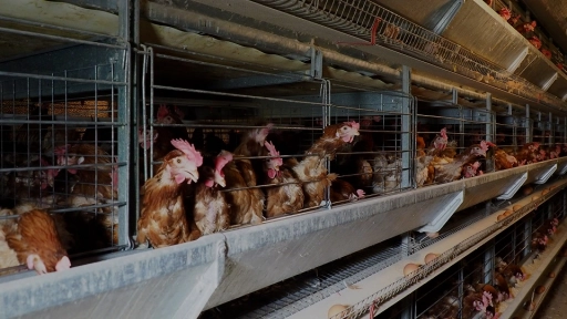 Revelan preocupante realidad de gallinas enjauladas para la producción de huevo en Chile