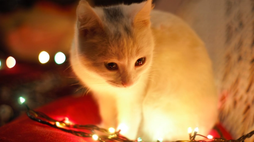 gato Navidad