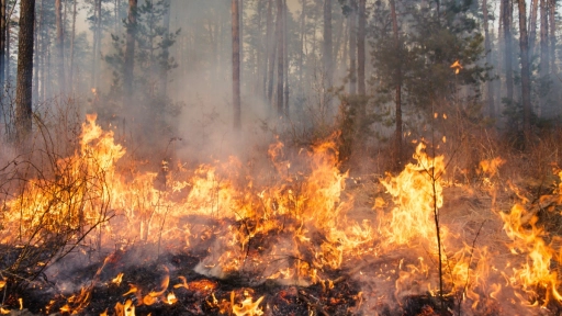 Incendios forestales y protección de la fauna silvestre