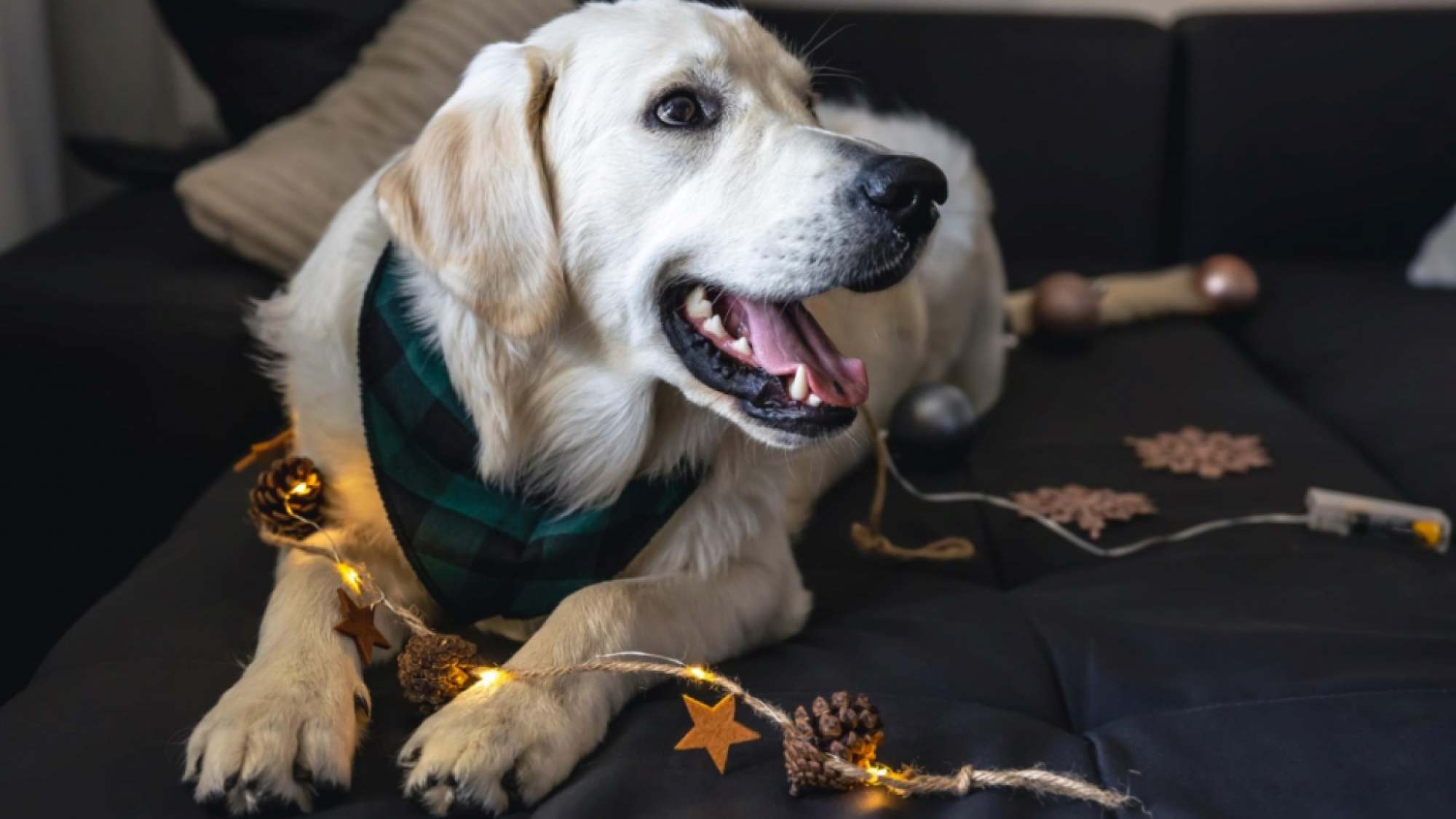 Cómo son los fuegos artificiales amigables con mascotas y el medio ambiente