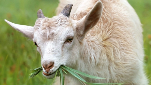 Estudio: Las cabras son capaces de leer expresiones faciales 