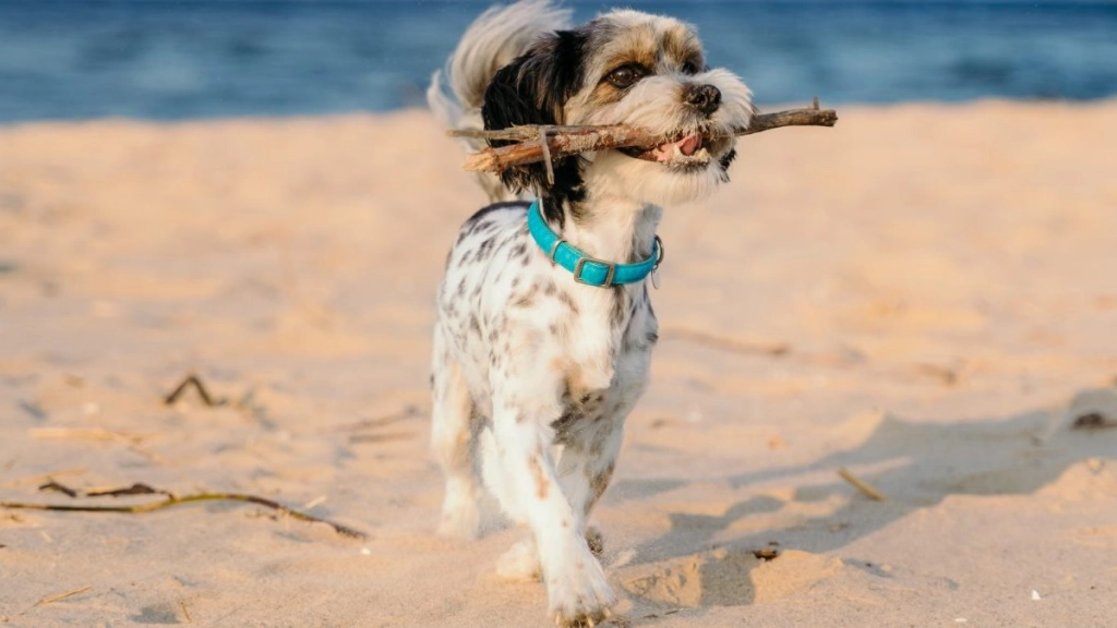 perro playa