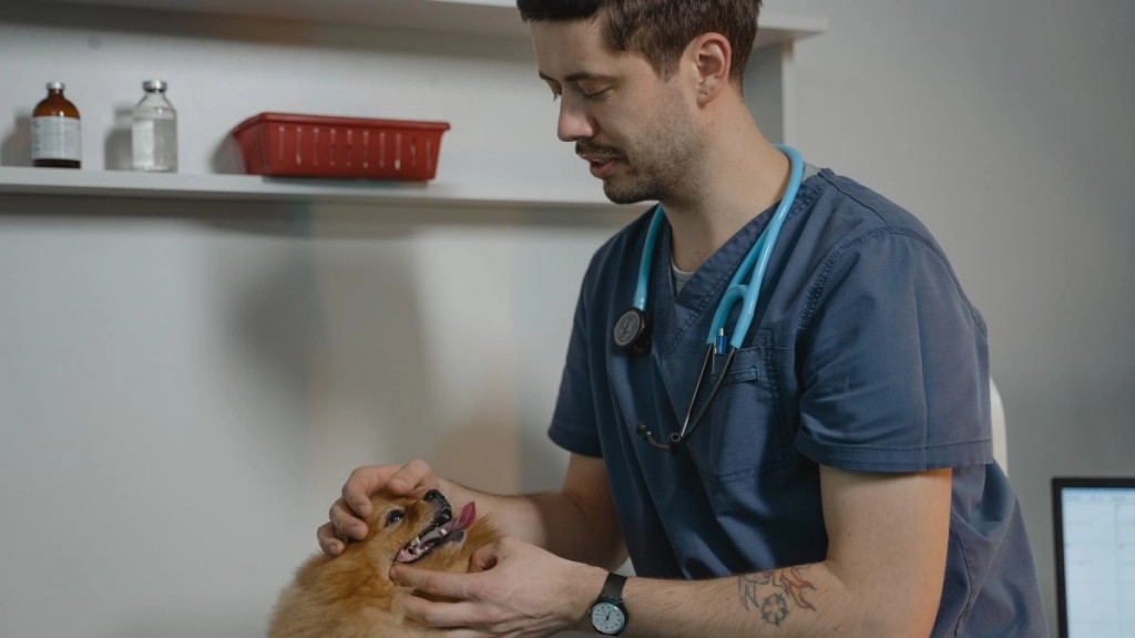 médico veterinario