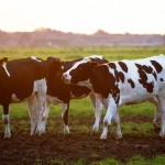 Vacas necesitan tener amigas para ser felices