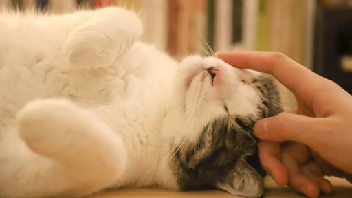 10 actitudes con que los gatos demuestran su amor