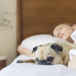 Mujeres disfrutan más al dormir con perros que con sus parejas