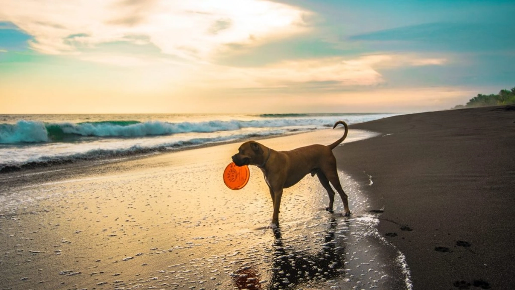 perro playa vacaciones