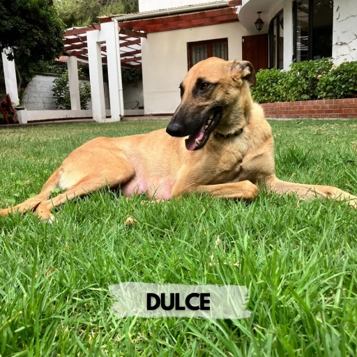 Dulce / Rescates Nora Super Zoo