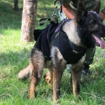 Muere Proteo: El perro realizaba labores de rescate en Turquía